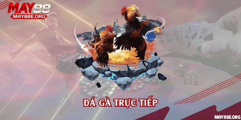Đá gà trực tiếp